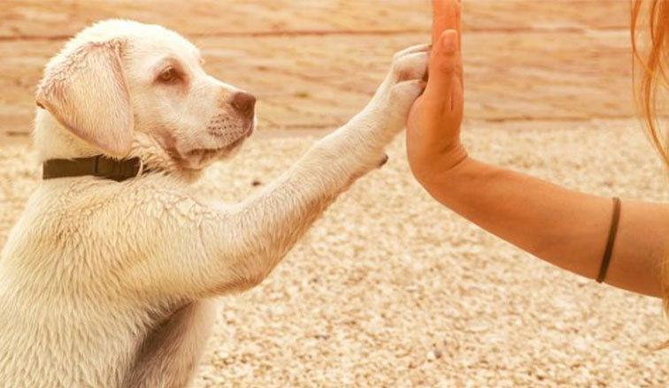 A playful Labrador puppy gently touches a person's hand, symbolizing connection and affection against a serene sandy background.