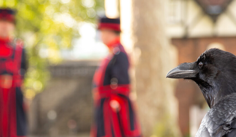 A raven in focus, with blurred figures of two Yeoman Warders in traditional red and black attire in the background.
