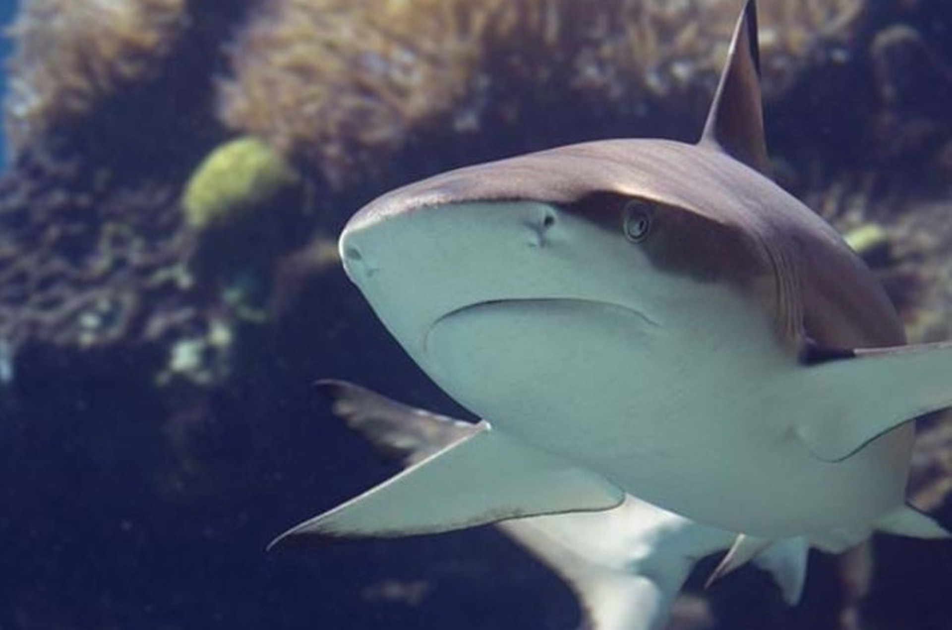 A close-up of a shark swimming gracefully underwater, with its sleek body and distinct features against a blurred coral background.